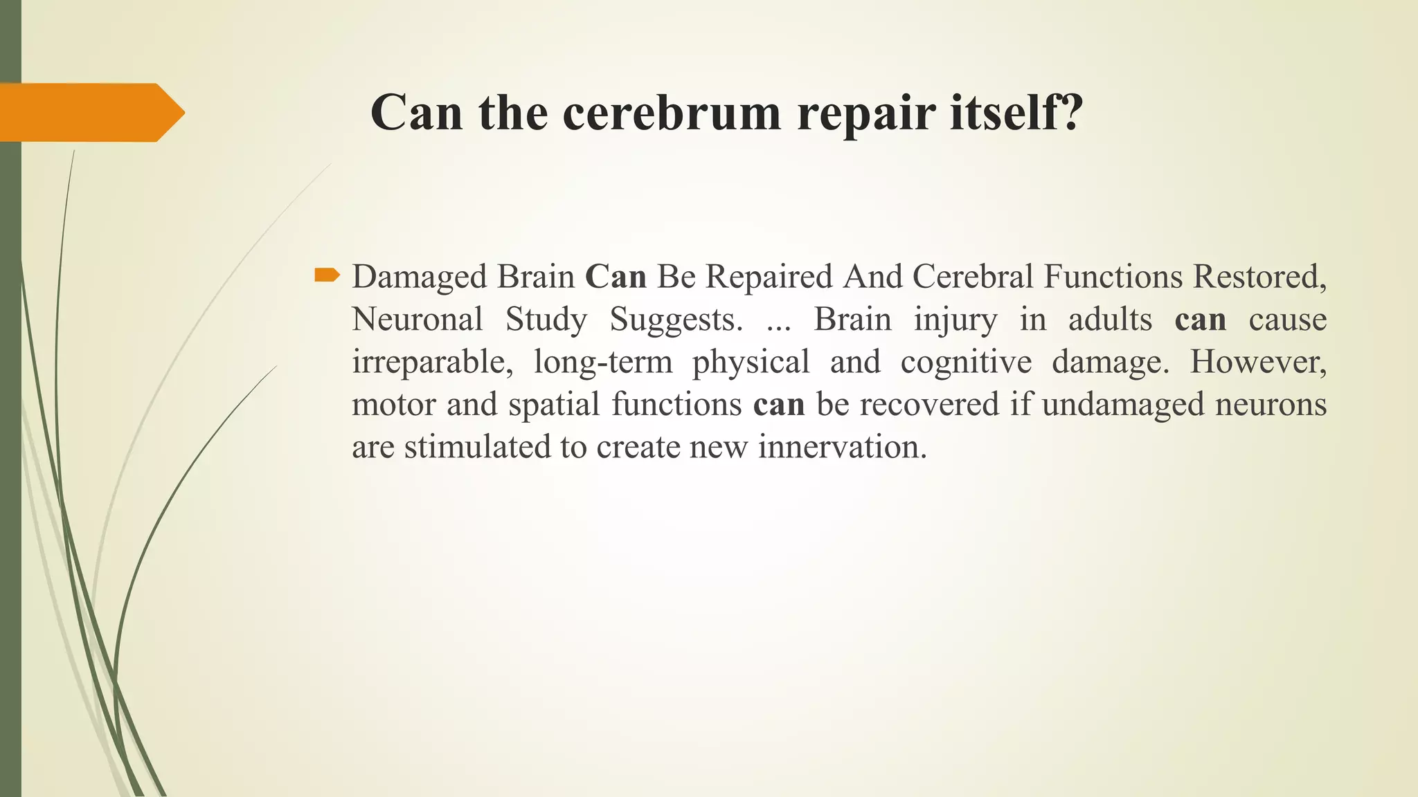 Can the cerebrum repair itself?
 Damaged Brain Can Be Repaired And Cerebral Functions Restored,
Neuronal Study Suggests. ... Brain injury in adults can cause
irreparable, long-term physical and cognitive damage. However,
motor and spatial functions can be recovered if undamaged neurons
are stimulated to create new innervation.
 