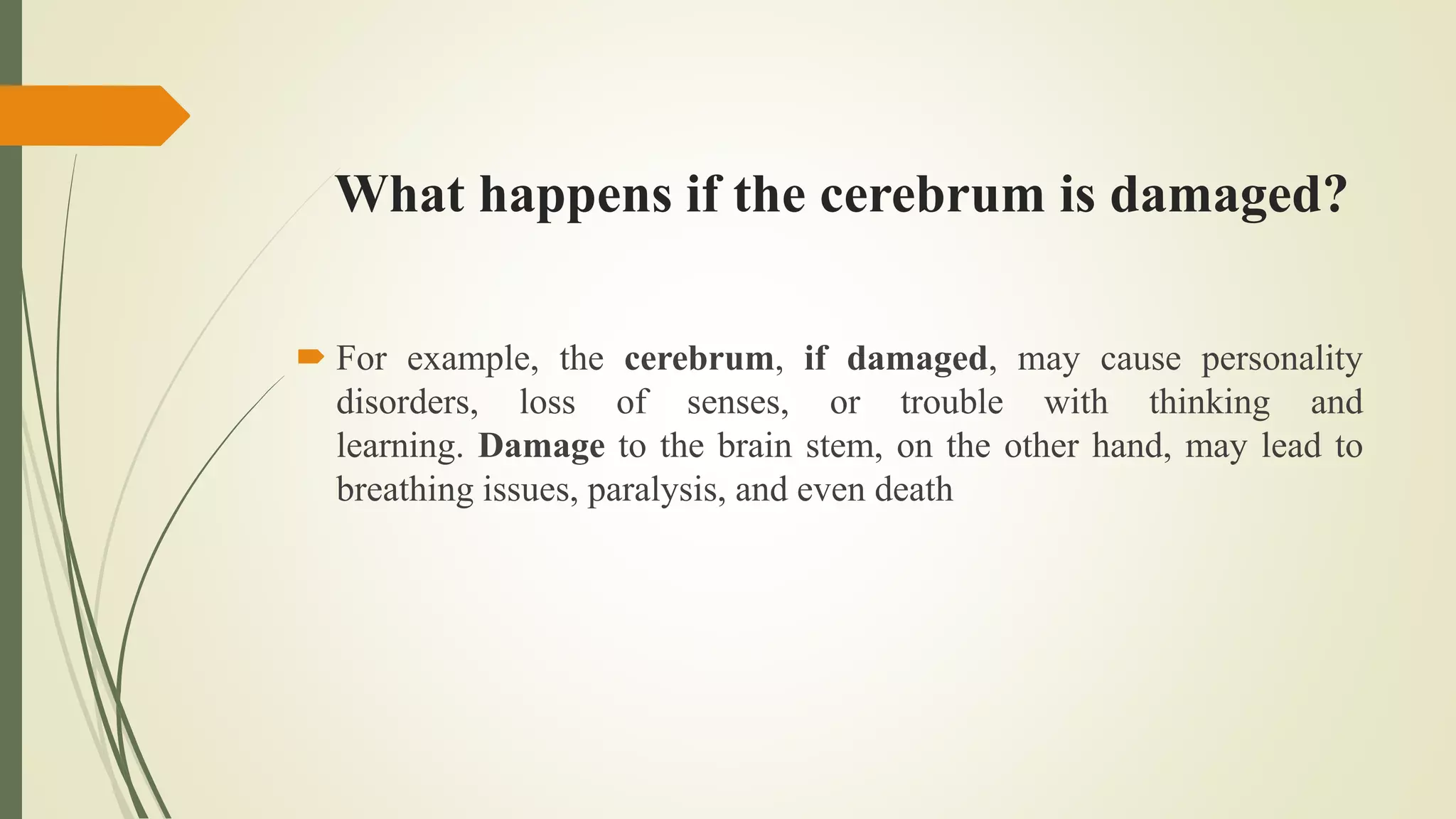 What happens if the cerebrum is damaged?
 For example, the cerebrum, if damaged, may cause personality
disorders, loss of senses, or trouble with thinking and
learning. Damage to the brain stem, on the other hand, may lead to
breathing issues, paralysis, and even death
 