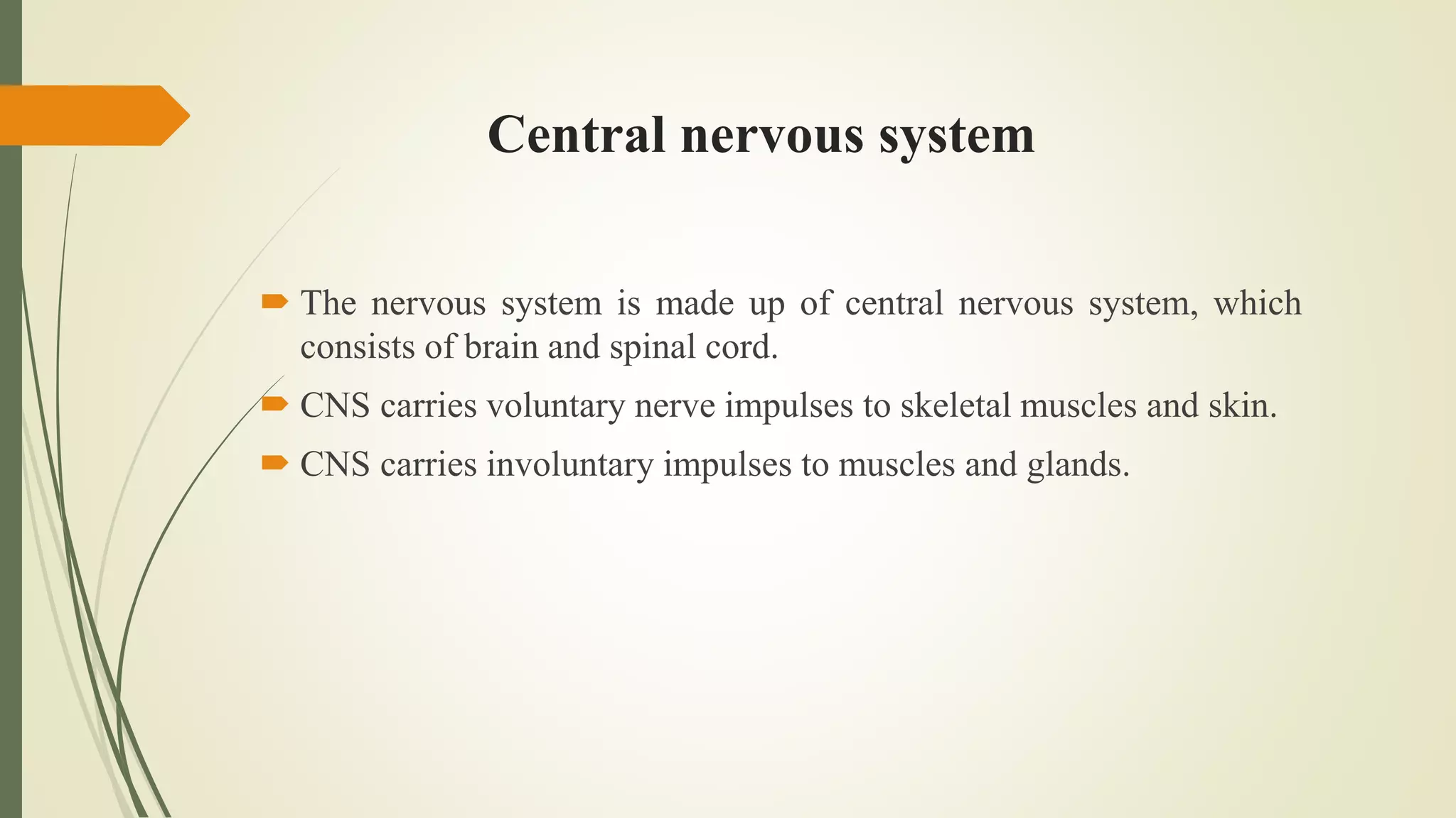 Central nervous system
 The nervous system is made up of central nervous system, which
consists of brain and spinal cord.
 CNS carries voluntary nerve impulses to skeletal muscles and skin.
 CNS carries involuntary impulses to muscles and glands.
 