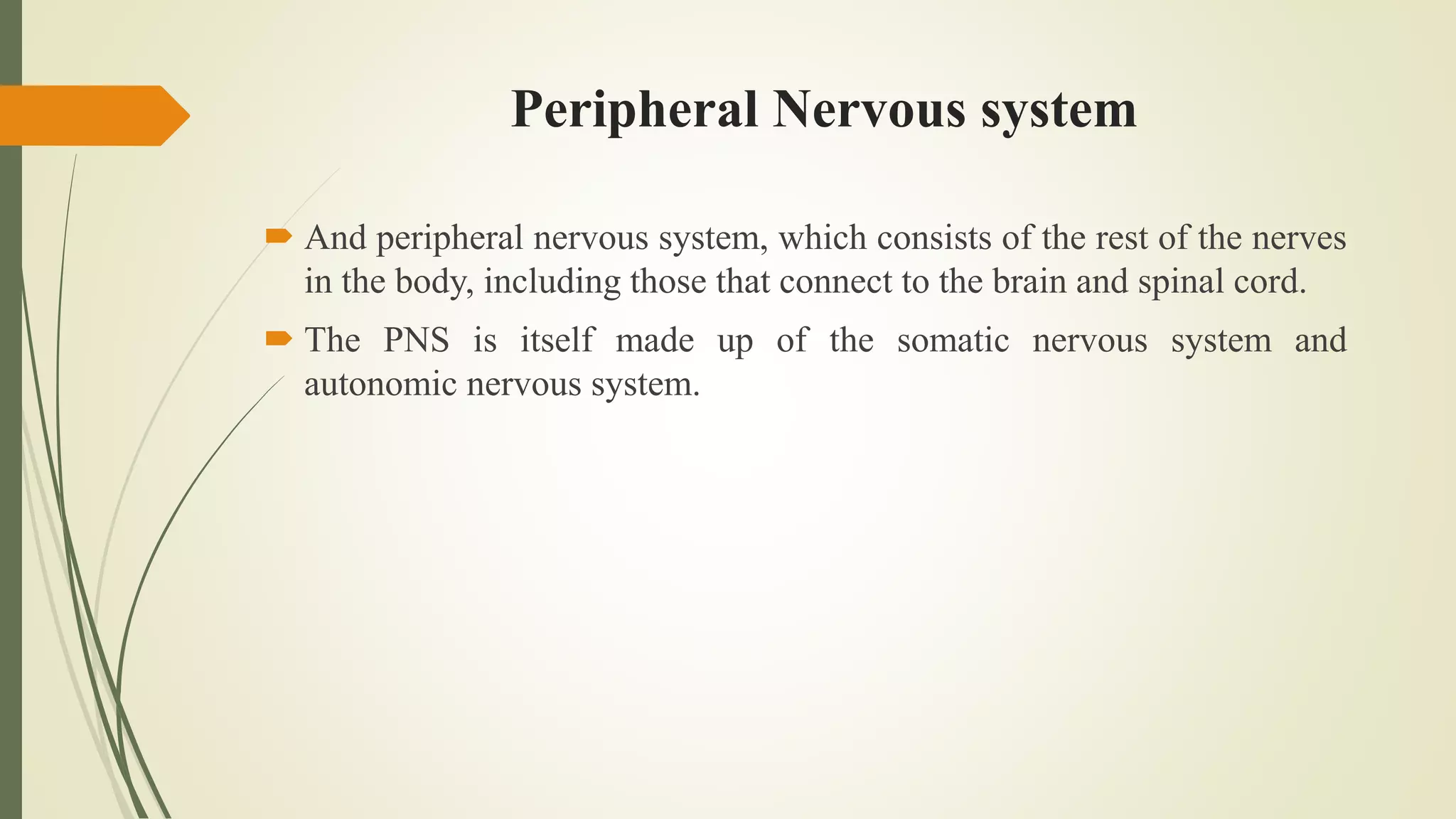Peripheral Nervous system
 And peripheral nervous system, which consists of the rest of the nerves
in the body, including those that connect to the brain and spinal cord.
 The PNS is itself made up of the somatic nervous system and
autonomic nervous system.
 