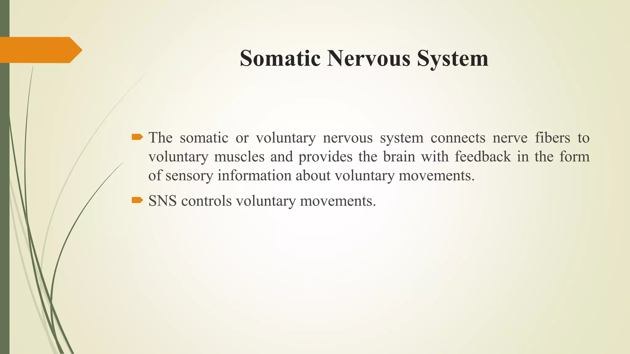 Somatic Nervous System
 The somatic or voluntary nervous system connects nerve fibers to
voluntary muscles and provides the brain with feedback in the form
of sensory information about voluntary movements.
 SNS controls voluntary movements.
 