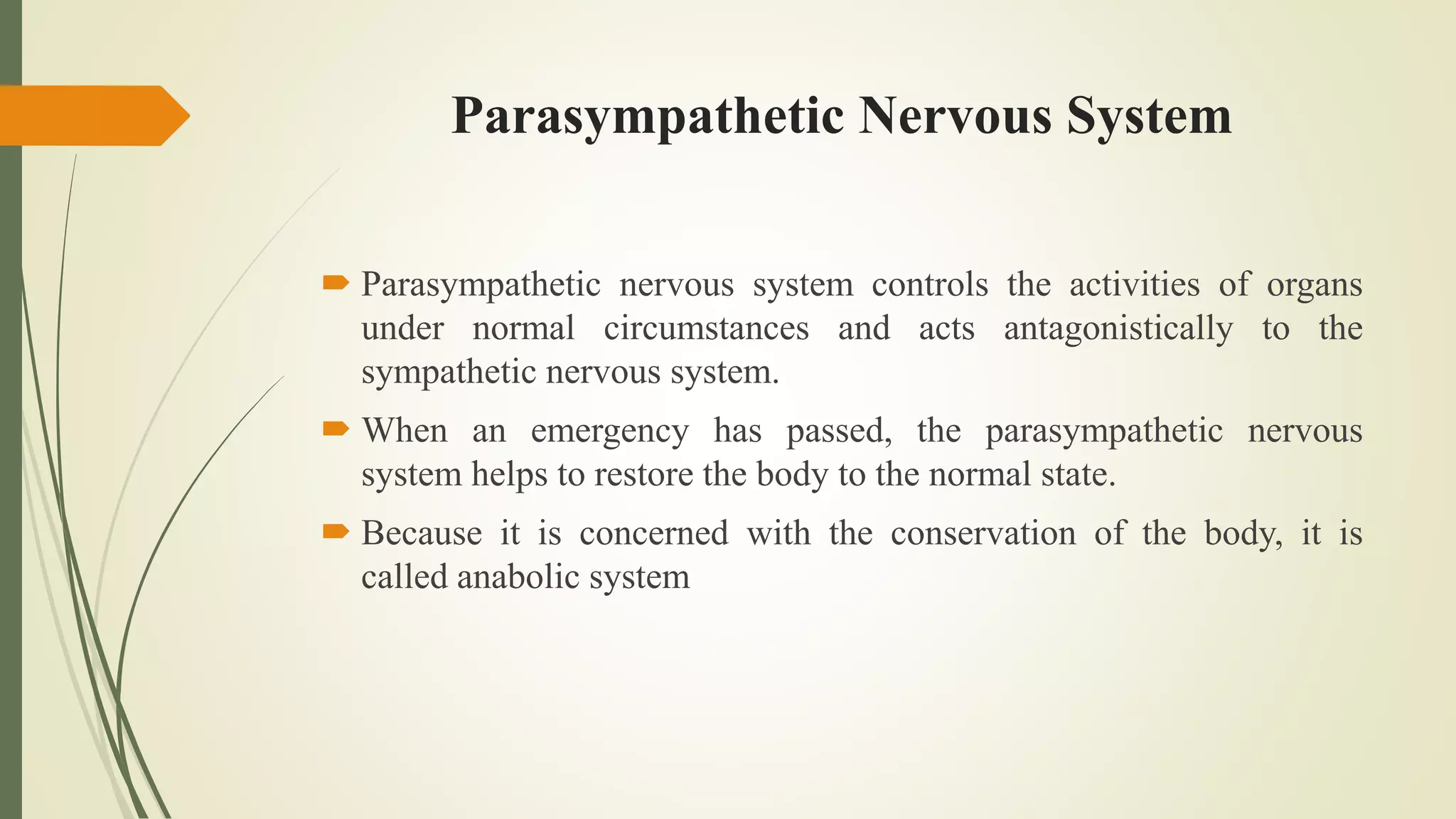 Parasympathetic Nervous System
 Parasympathetic nervous system controls the activities of organs
under normal circumstances and acts antagonistically to the
sympathetic nervous system.
 When an emergency has passed, the parasympathetic nervous
system helps to restore the body to the normal state.
 Because it is concerned with the conservation of the body, it is
called anabolic system
 