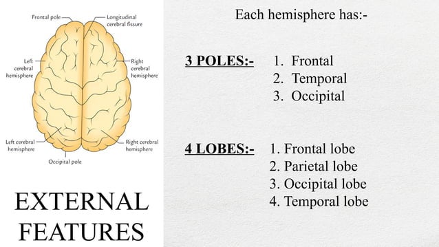 FORE BRAIN (cerebrum).pptx cerebrum anatomy fore brain with diagrams | PPT