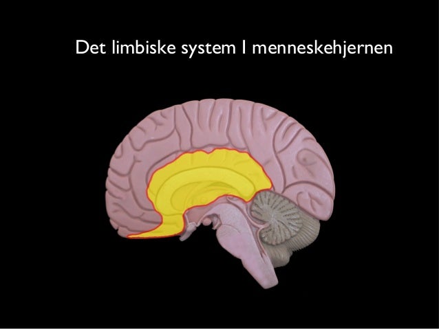 homo store herrer sex modne herrer til sex homo store herrer sex modne herrer til sex