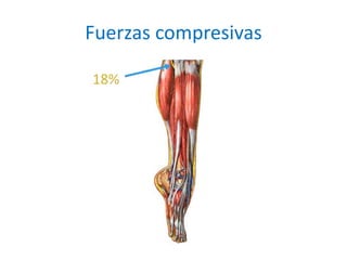 Fuerzas compresivas
 