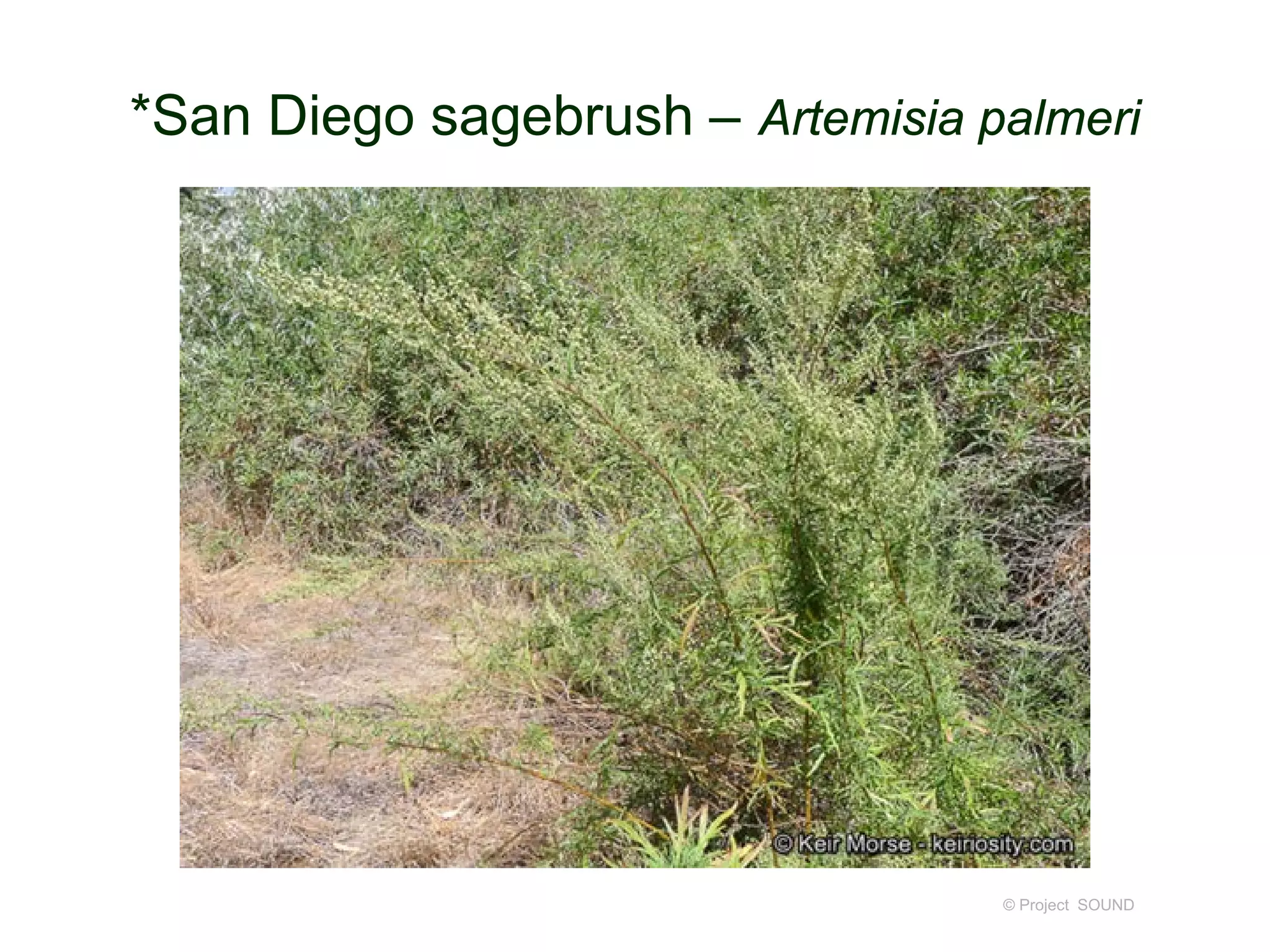 © Project SOUND
*San Diego sagebrush – Artemisia palmeri
 