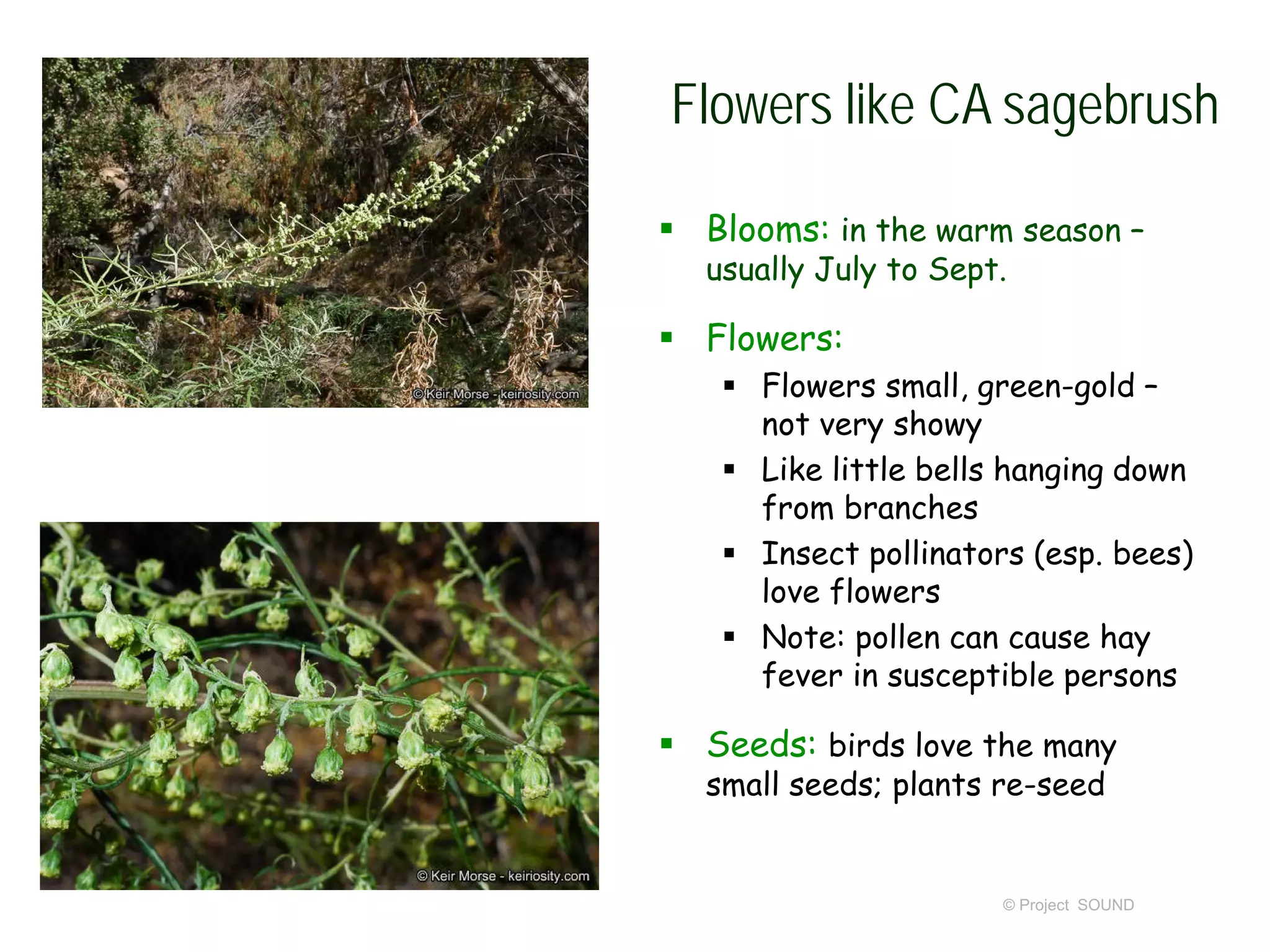 © Project SOUND
Flowers like CA sagebrush
 Blooms: in the warm season –
usually July to Sept.
 Flowers:
 Flowers small, green-gold –
not very showy
 Like little bells hanging down
from branches
 Insect pollinators (esp. bees)
love flowers
 Note: pollen can cause hay
fever in susceptible persons
 Seeds: birds love the many
small seeds; plants re-seed
 