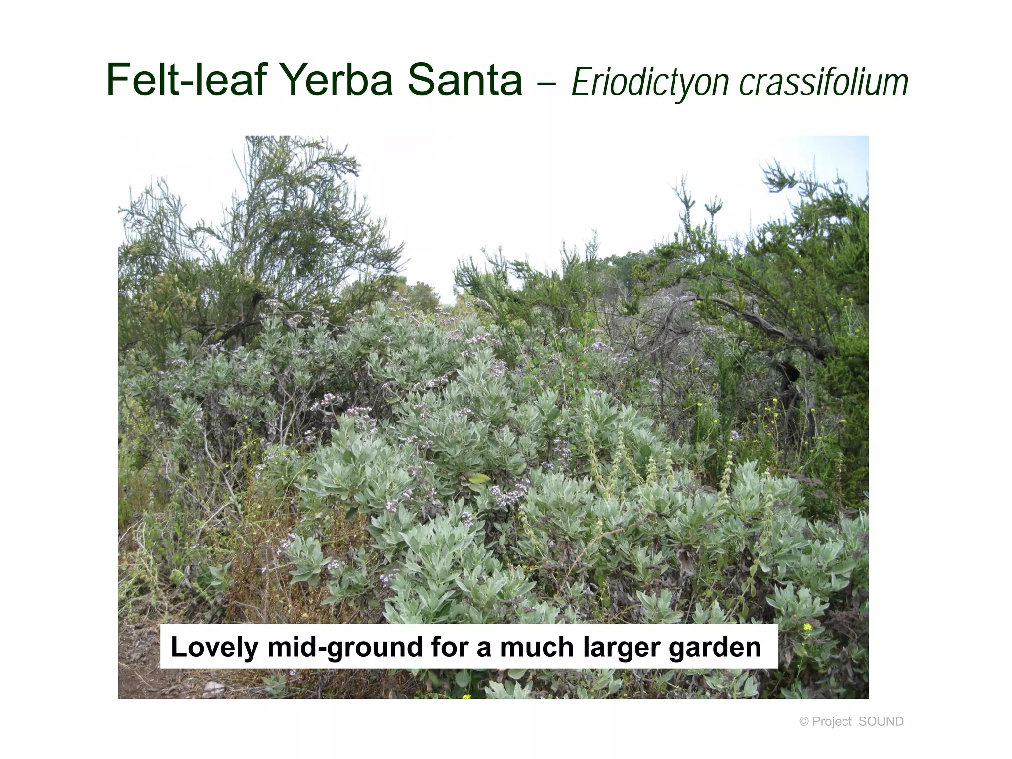 © Project SOUND
Felt-leaf Yerba Santa – Eriodictyon crassifolium
Lovely mid-ground for a much larger garden
 