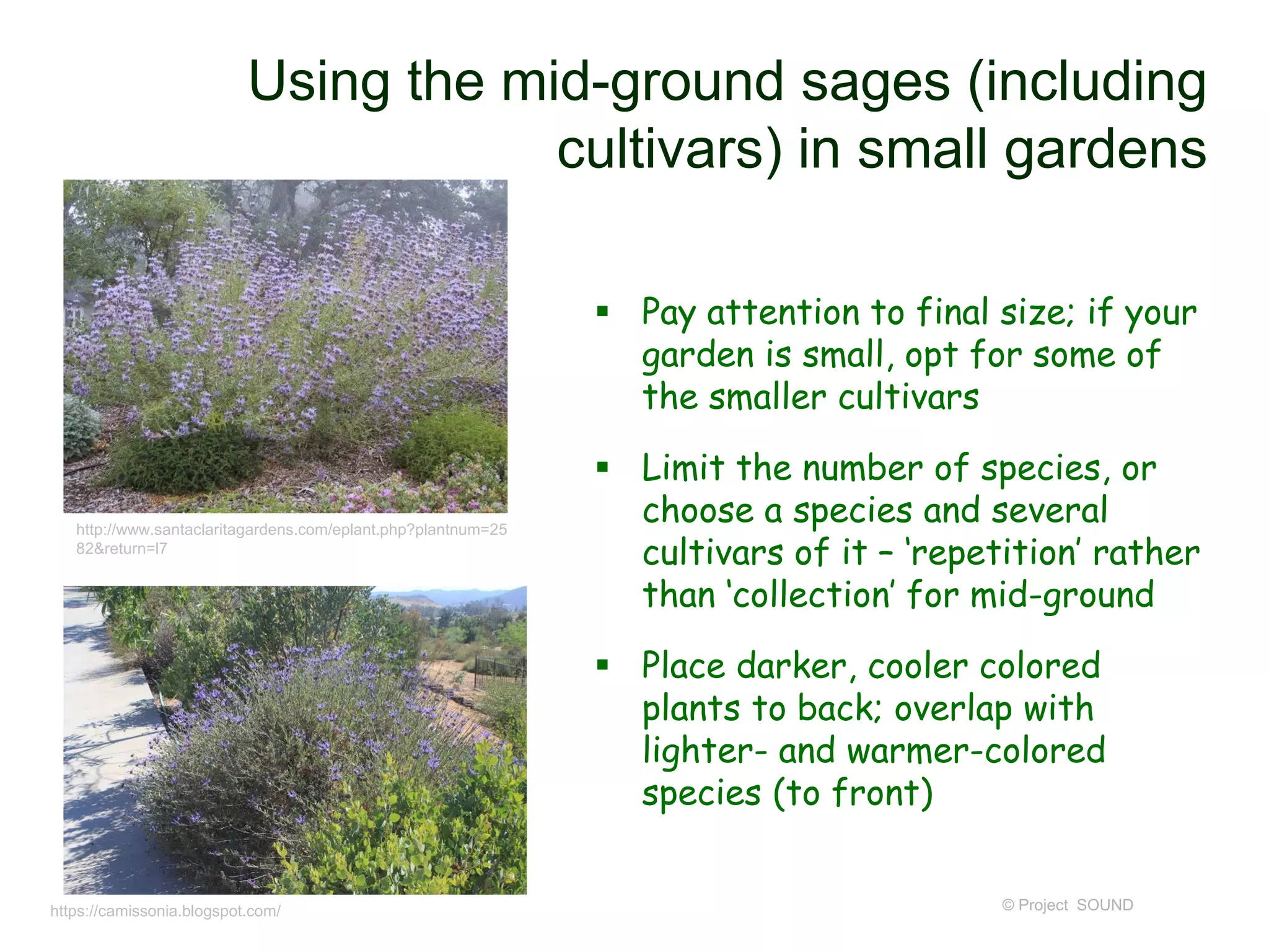 Using the mid-ground sages (including
cultivars) in small gardens
 Pay attention to final size; if your
garden is small, opt for some of
the smaller cultivars
 Limit the number of species, or
choose a species and several
cultivars of it – ‘repetition’ rather
than ‘collection’ for mid-ground
 Place darker, cooler colored
plants to back; overlap with
lighter- and warmer-colored
species (to front)
© Project SOUND
http://www.santaclaritagardens.com/eplant.php?plantnum=25
82&return=l7
https://camissonia.blogspot.com/
 