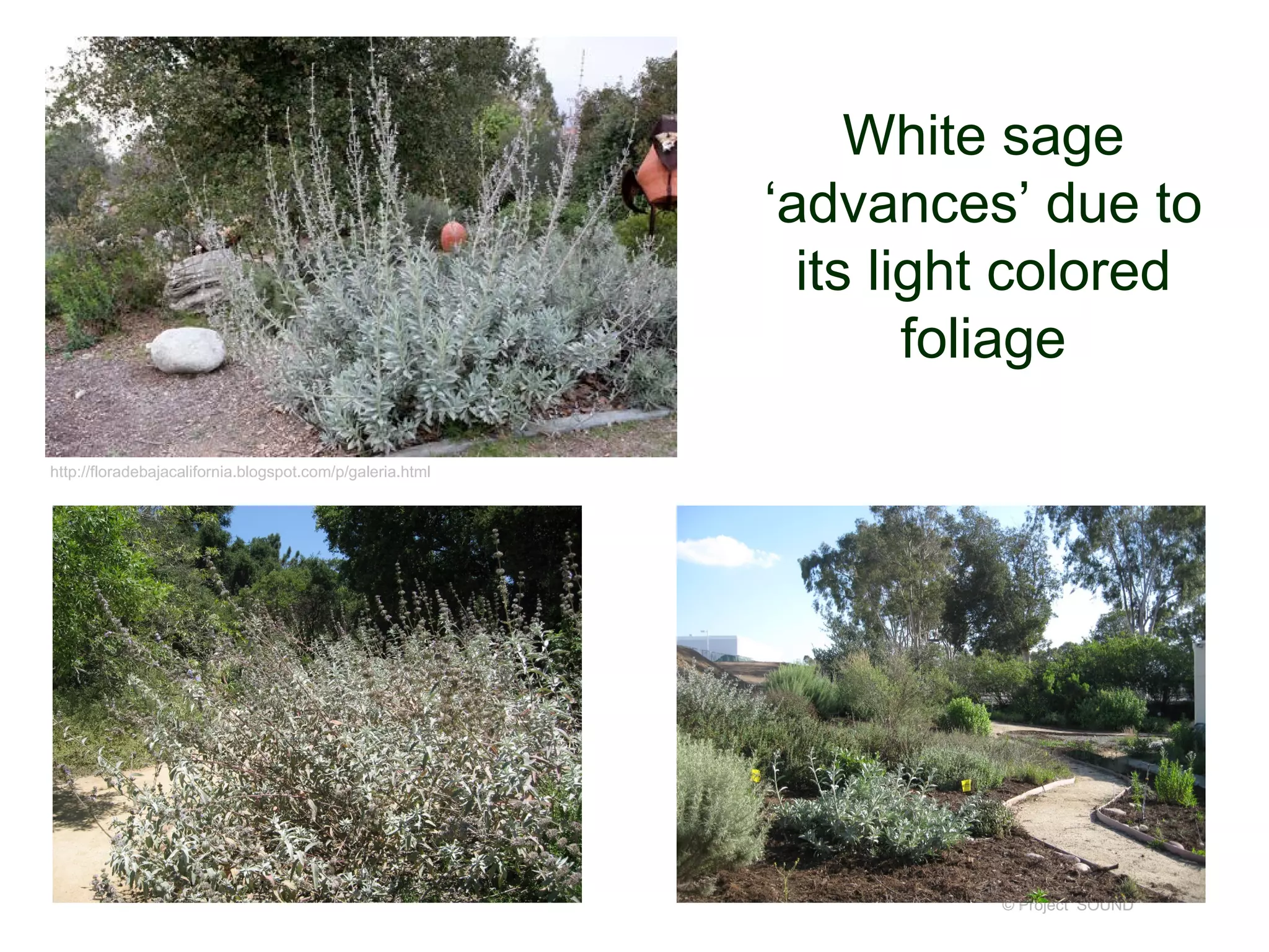 White sage
‘advances’ due to
its light colored
foliage
© Project SOUND
http://floradebajacalifornia.blogspot.com/p/galeria.html
 