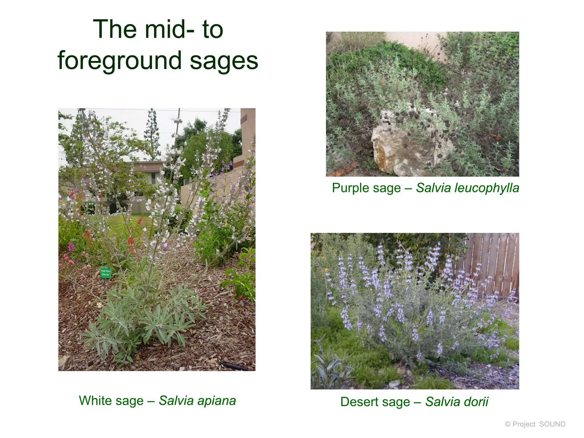 The mid- to
foreground sages
© Project SOUND
Purple sage – Salvia leucophylla
White sage – Salvia apiana Desert sage – Salvia dorii
 