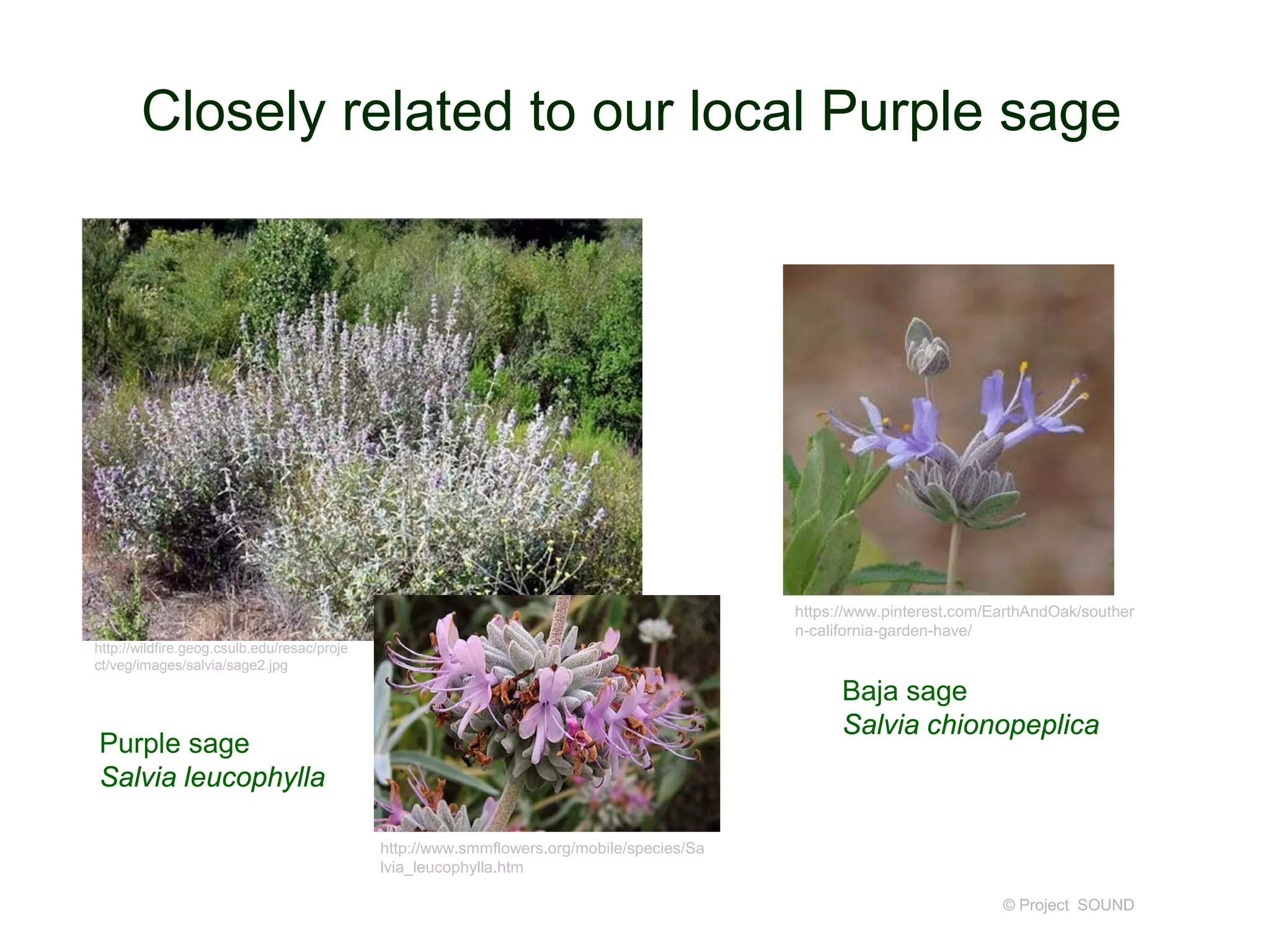 Closely related to our local Purple sage
© Project SOUND
https://www.pinterest.com/EarthAndOak/souther
n-california-garden-have/
http://wildfire.geog.csulb.edu/resac/proje
ct/veg/images/salvia/sage2.jpg
http://www.smmflowers.org/mobile/species/Sa
lvia_leucophylla.htm
Purple sage
Salvia leucophylla
Baja sage
Salvia chionopeplica
 