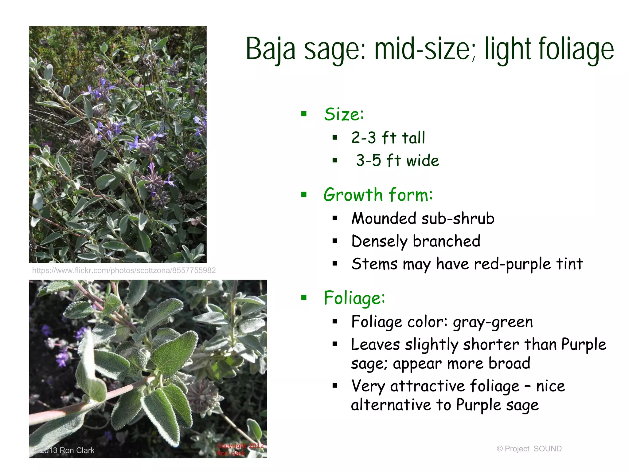 © Project SOUND
Baja sage: mid-size; light foliage
 Size:
 2-3 ft tall
 3-5 ft wide
 Growth form:
 Mounded sub-shrub
 Densely branched
 Stems may have red-purple tint
 Foliage:
 Foliage color: gray-green
 Leaves slightly shorter than Purple
sage; appear more broad
 Very attractive foliage – nice
alternative to Purple sage
©2013 Ron Clark
https://www.flickr.com/photos/scottzona/8557755982
 