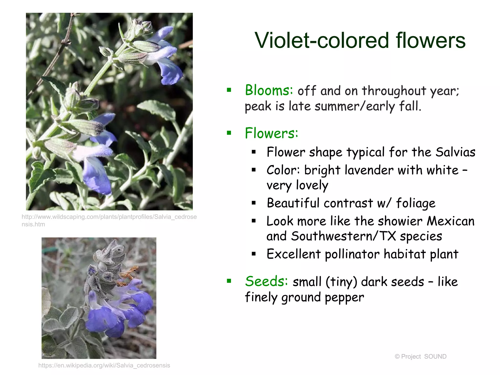 © Project SOUND
Violet-colored flowers
 Blooms: off and on throughout year;
peak is late summer/early fall.
 Flowers:
 Flower shape typical for the Salvias
 Color: bright lavender with white –
very lovely
 Beautiful contrast w/ foliage
 Look more like the showier Mexican
and Southwestern/TX species
 Excellent pollinator habitat plant
 Seeds: small (tiny) dark seeds – like
finely ground pepper
https://en.wikipedia.org/wiki/Salvia_cedrosensis
http://www.wildscaping.com/plants/plantprofiles/Salvia_cedrose
nsis.htm
 