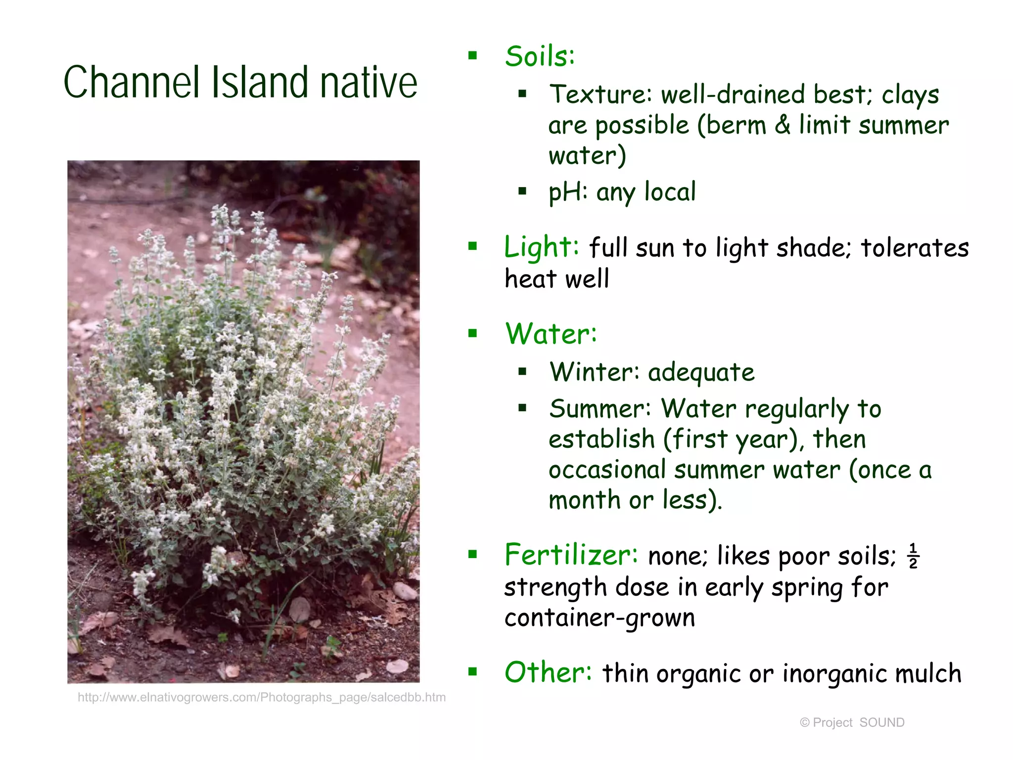 © Project SOUND
Channel Island native
 Soils:
 Texture: well-drained best; clays
are possible (berm & limit summer
water)
 pH: any local
 Light: full sun to light shade; tolerates
heat well
 Water:
 Winter: adequate
 Summer: Water regularly to
establish (first year), then
occasional summer water (once a
month or less).
 Fertilizer: none; likes poor soils; ½
strength dose in early spring for
container-grown
 Other: thin organic or inorganic mulch
http://www.elnativogrowers.com/Photographs_page/salcedbb.htm
 