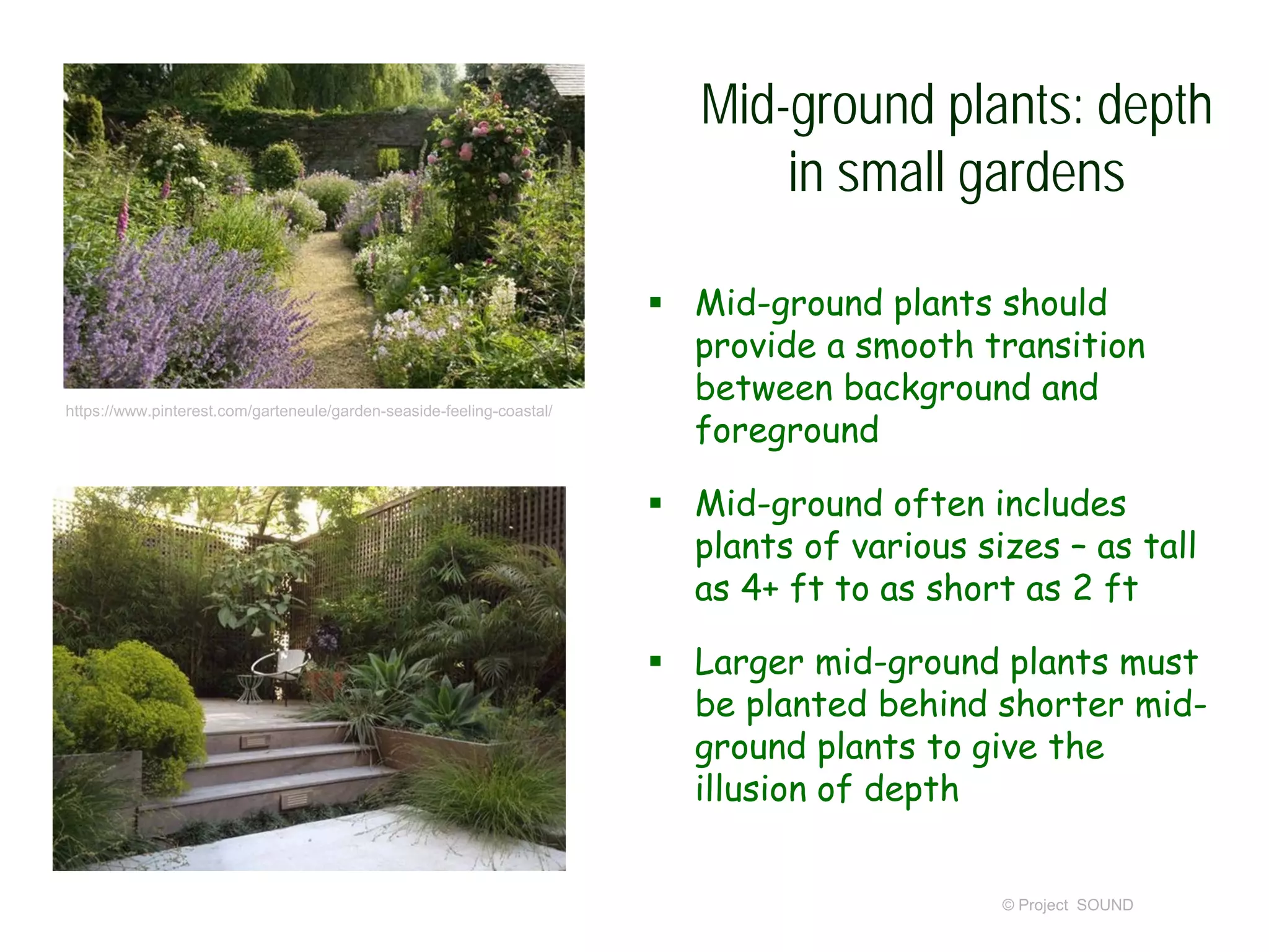Mid-ground plants: depth
in small gardens
 Mid-ground plants should
provide a smooth transition
between background and
foreground
 Mid-ground often includes
plants of various sizes – as tall
as 4+ ft to as short as 2 ft
 Larger mid-ground plants must
be planted behind shorter mid-
ground plants to give the
illusion of depth
© Project SOUND
https://www.pinterest.com/garteneule/garden-seaside-feeling-coastal/
 