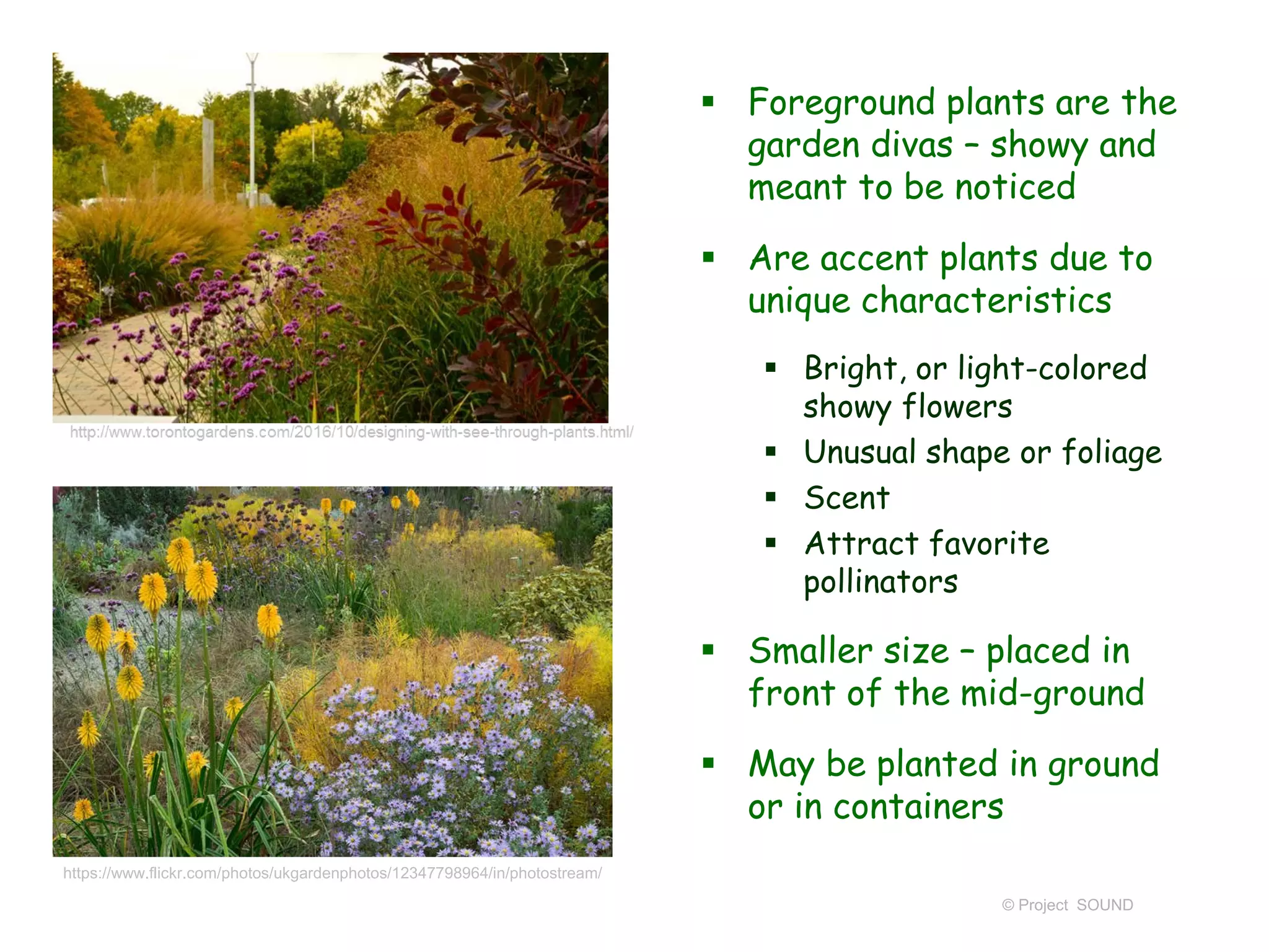 © Project SOUND
 Foreground plants are the
garden divas – showy and
meant to be noticed
 Are accent plants due to
unique characteristics
 Bright, or light-colored
showy flowers
 Unusual shape or foliage
 Scent
 Attract favorite
pollinators
 Smaller size – placed in
front of the mid-ground
 May be planted in ground
or in containers
https://www.flickr.com/photos/ukgardenphotos/12347798964/in/photostream/
 