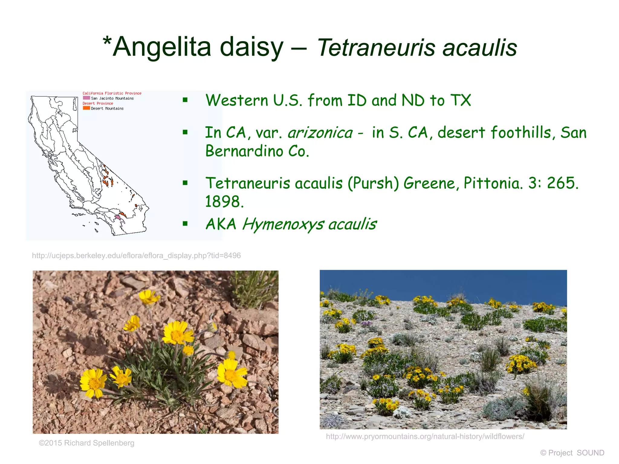 © Project SOUND
*Angelita daisy – Tetraneuris acaulis
http://ucjeps.berkeley.edu/eflora/eflora_display.php?tid=8496
©2015 Richard Spellenberg
http://www.pryormountains.org/natural-history/wildflowers/
 Western U.S. from ID and ND to TX
 In CA, var. arizonica - in S. CA, desert foothills, San
Bernardino Co.
 Tetraneuris acaulis (Pursh) Greene, Pittonia. 3: 265.
1898.
 AKA Hymenoxys acaulis
 
