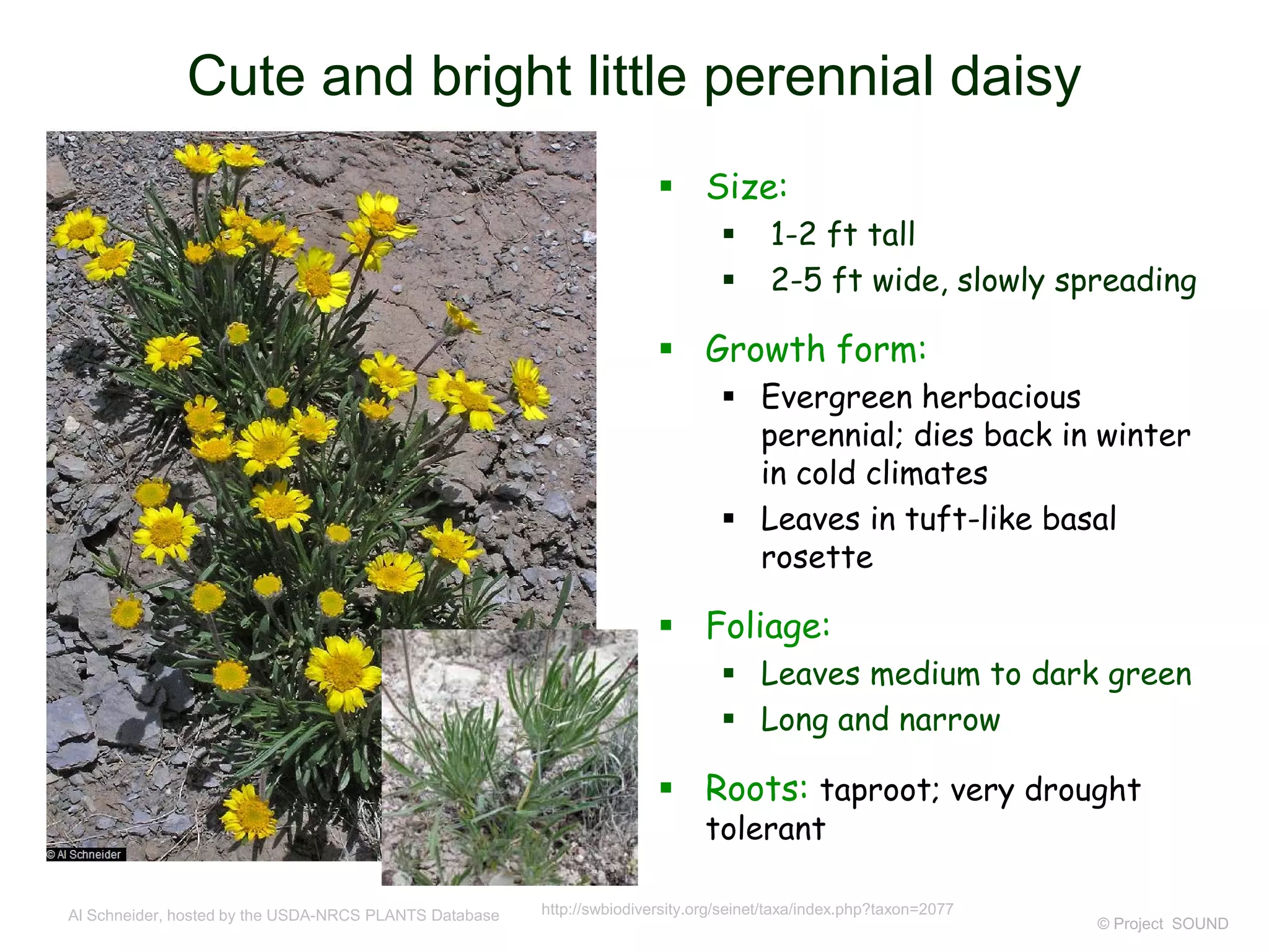 © Project SOUND
 Size:
 1-2 ft tall
 2-5 ft wide, slowly spreading
 Growth form:
 Evergreen herbacious
perennial; dies back in winter
in cold climates
 Leaves in tuft-like basal
rosette
 Foliage:
 Leaves medium to dark green
 Long and narrow
 Roots: taproot; very drought
tolerant
Al Schneider, hosted by the USDA-NRCS PLANTS Database
Cute and bright little perennial daisy
http://swbiodiversity.org/seinet/taxa/index.php?taxon=2077
 