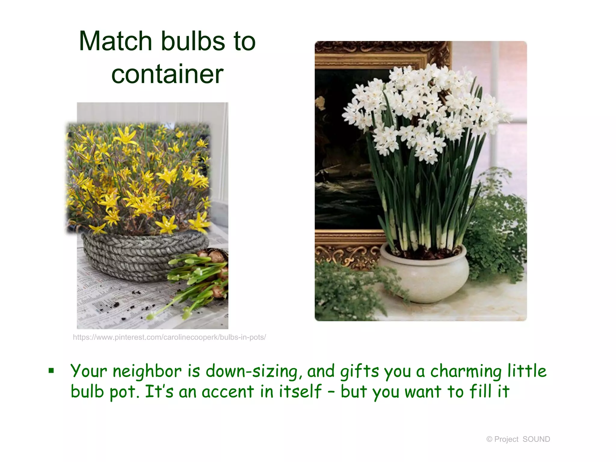 Match bulbs to
container
 Your neighbor is down-sizing, and gifts you a charming little
bulb pot. It’s an accent in itself – but you want to fill it
© Project SOUND
https://www.pinterest.com/carolinecooperk/bulbs-in-pots/
 