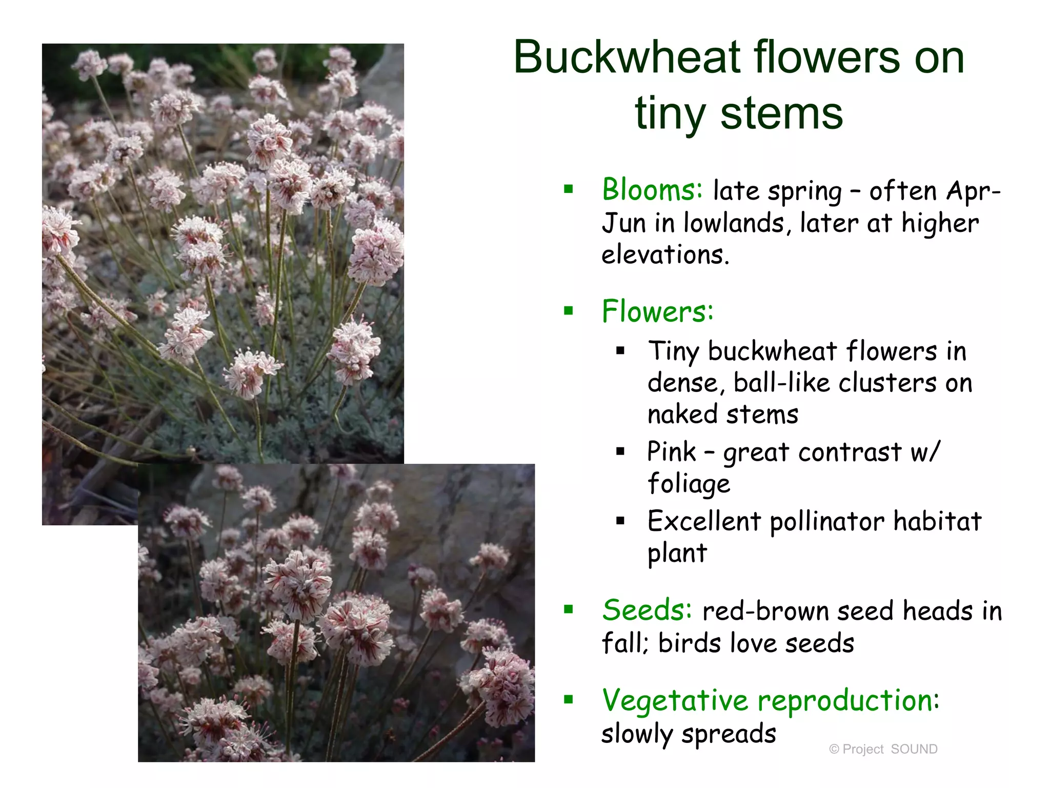 © Project SOUND
Buckwheat flowers on
tiny stems
 Blooms: late spring – often Apr-
Jun in lowlands, later at higher
elevations.
 Flowers:
 Tiny buckwheat flowers in
dense, ball-like clusters on
naked stems
 Pink – great contrast w/
foliage
 Excellent pollinator habitat
plant
 Seeds: red-brown seed heads in
fall; birds love seeds
 Vegetative reproduction:
slowly spreads
 