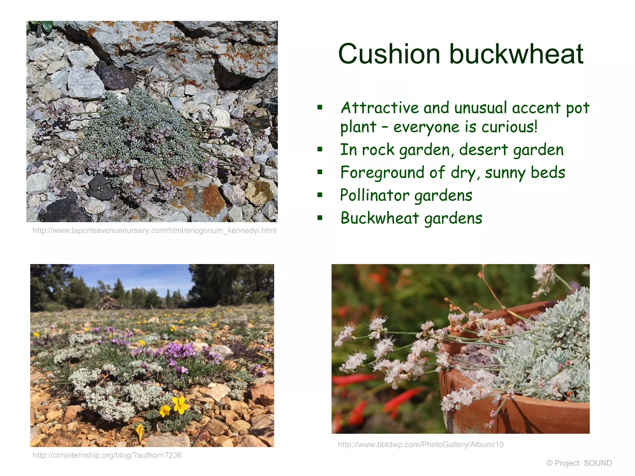 © Project SOUND
Cushion buckwheat
 Attractive and unusual accent pot
plant – everyone is curious!
 In rock garden, desert garden
 Foreground of dry, sunny beds
 Pollinator gardens
 Buckwheat gardens
http://www.laporteavenuenursery.com/html/eriogonum_kennedyi.html
http://www.bbldwp.com/PhotoGallery/Album/10
http://clminternship.org/blog/?author=7236
 