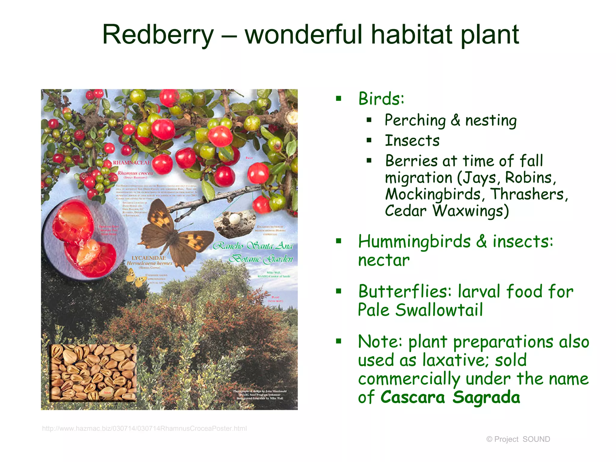 © Project SOUND
Redberry – wonderful habitat plant
 Birds:
 Perching & nesting
 Insects
 Berries at time of fall
migration (Jays, Robins,
Mockingbirds, Thrashers,
Cedar Waxwings)
 Hummingbirds & insects:
nectar
 Butterflies: larval food for
Pale Swallowtail
 Note: plant preparations also
used as laxative; sold
commercially under the name
of Cascara Sagrada
http://www.hazmac.biz/030714/030714RhamnusCroceaPoster.html
 