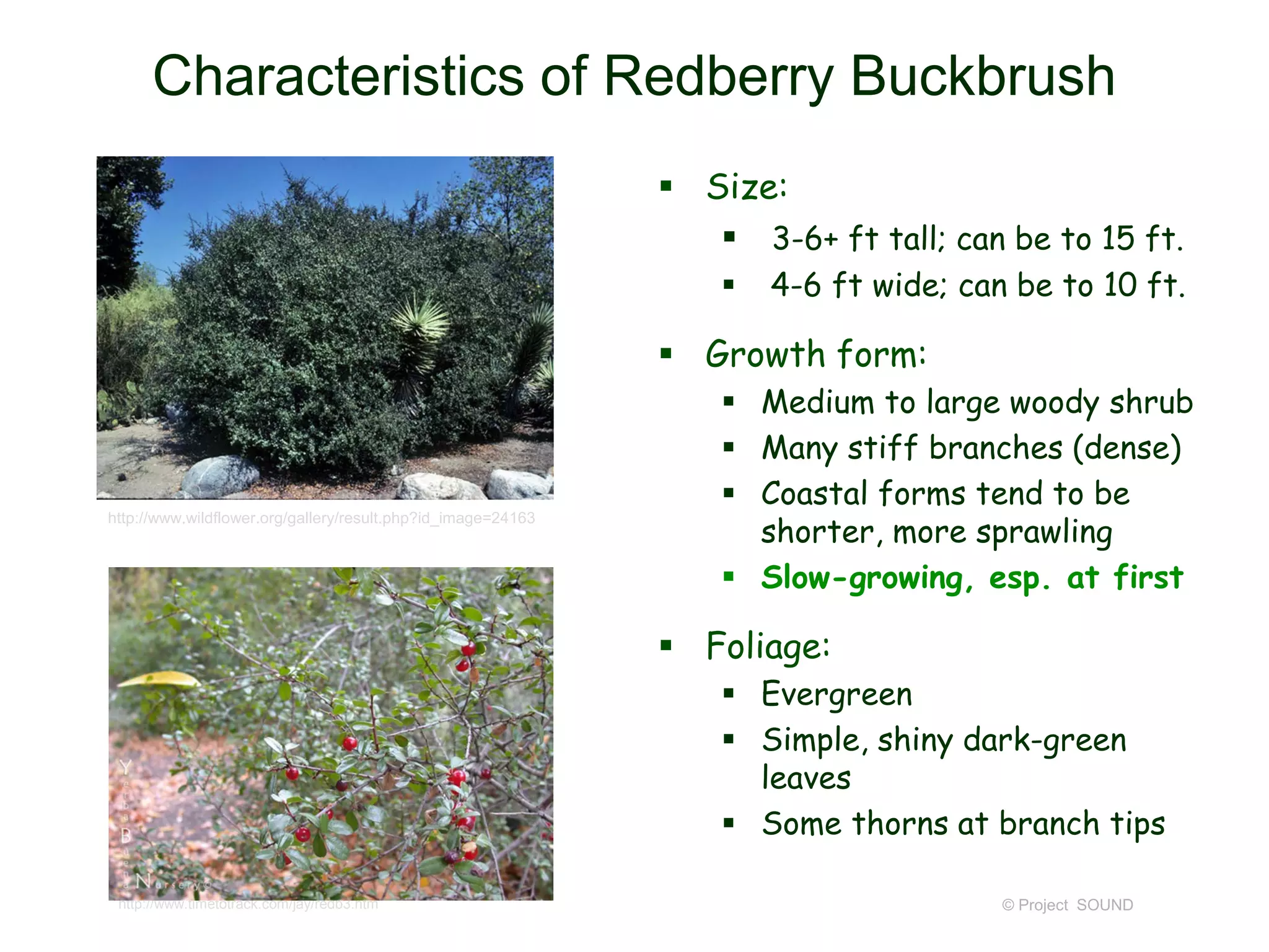 © Project SOUND
Characteristics of Redberry Buckbrush
 Size:
 3-6+ ft tall; can be to 15 ft.
 4-6 ft wide; can be to 10 ft.
 Growth form:
 Medium to large woody shrub
 Many stiff branches (dense)
 Coastal forms tend to be
shorter, more sprawling
 Slow-growing, esp. at first
 Foliage:
 Evergreen
 Simple, shiny dark-green
leaves
 Some thorns at branch tips
© 2007 Neal Kramer
http://www.timetotrack.com/jay/redb3.htm
http://www.wildflower.org/gallery/result.php?id_image=24163
 