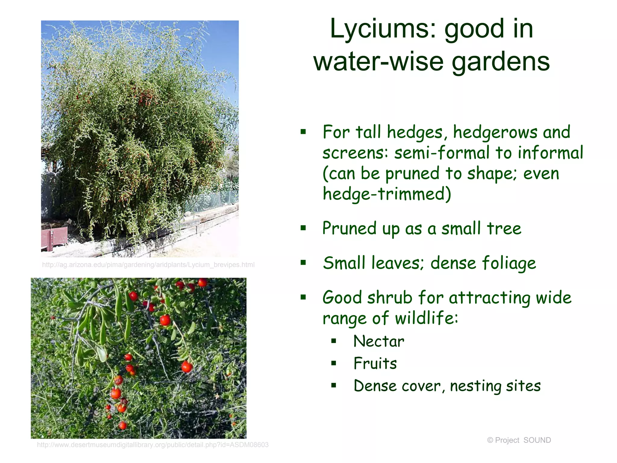 © Project SOUND
Lyciums: good in
water-wise gardens
 For tall hedges, hedgerows and
screens: semi-formal to informal
(can be pruned to shape; even
hedge-trimmed)
 Pruned up as a small tree
 Small leaves; dense foliage
 Good shrub for attracting wide
range of wildlife:
 Nectar
 Fruits
 Dense cover, nesting sites
http://ag.arizona.edu/pima/gardening/aridplants/Lycium_brevipes.html
http://www.desertmuseumdigitallibrary.org/public/detail.php?id=ASDM08603
 