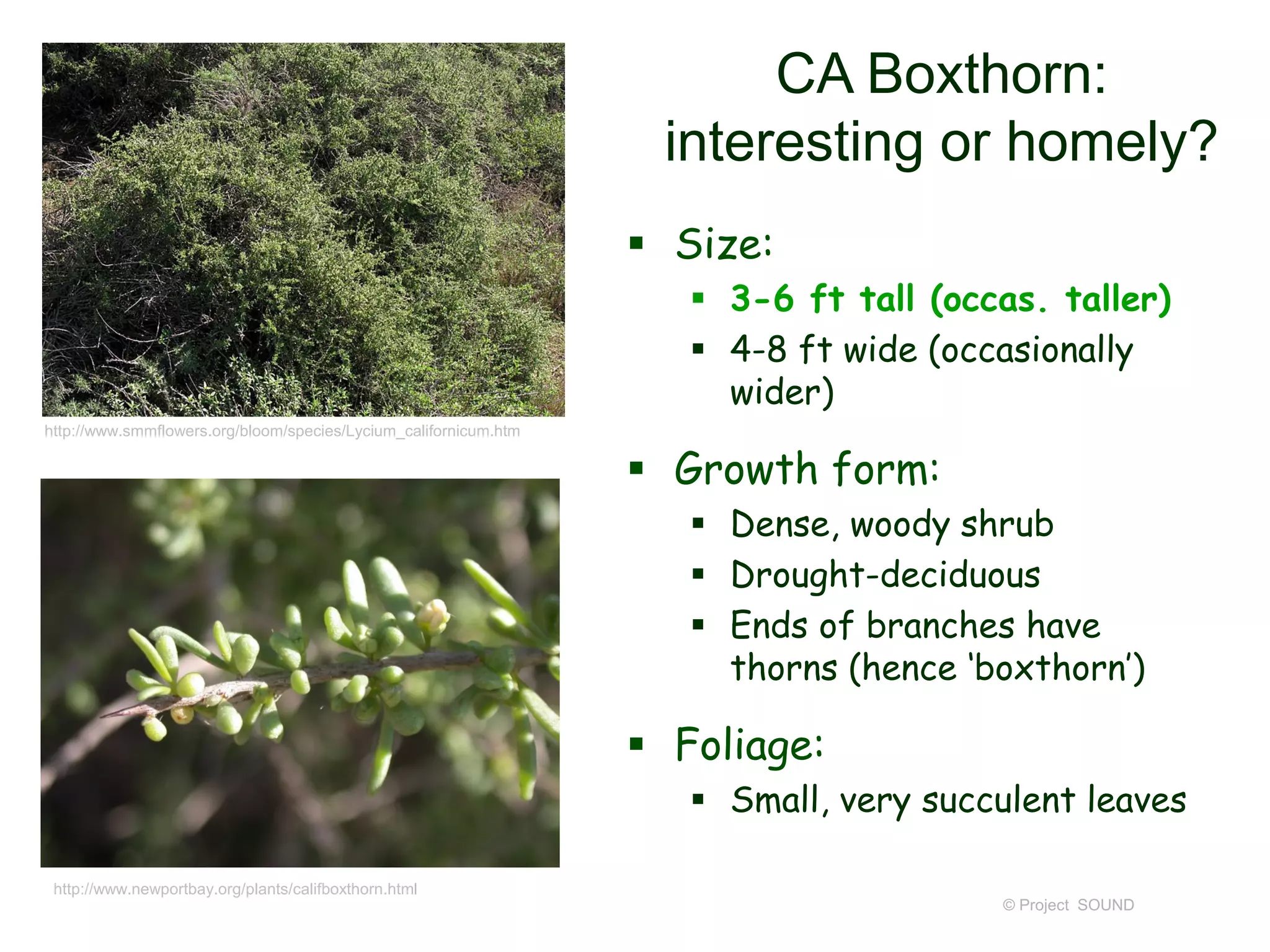 © Project SOUND
CA Boxthorn:
interesting or homely?
http://www.newportbay.org/plants/califboxthorn.html
 Size:
 3-6 ft tall (occas. taller)
 4-8 ft wide (occasionally
wider)
 Growth form:
 Dense, woody shrub
 Drought-deciduous
 Ends of branches have
thorns (hence ‘boxthorn’)
 Foliage:
 Small, very succulent leaves
http://www.smmflowers.org/bloom/species/Lycium_californicum.htm
 