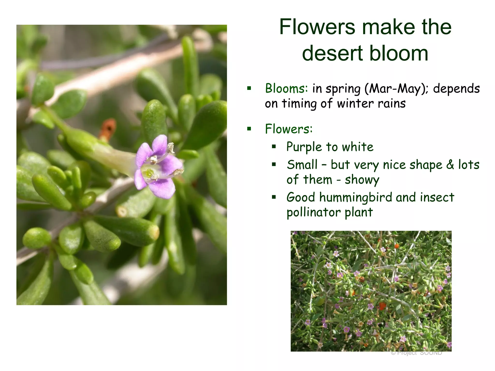 © Project SOUND
Flowers make the
desert bloom
 Blooms: in spring (Mar-May); depends
on timing of winter rains
 Flowers:
 Purple to white
 Small – but very nice shape & lots
of them - showy
 Good hummingbird and insect
pollinator plant
 
