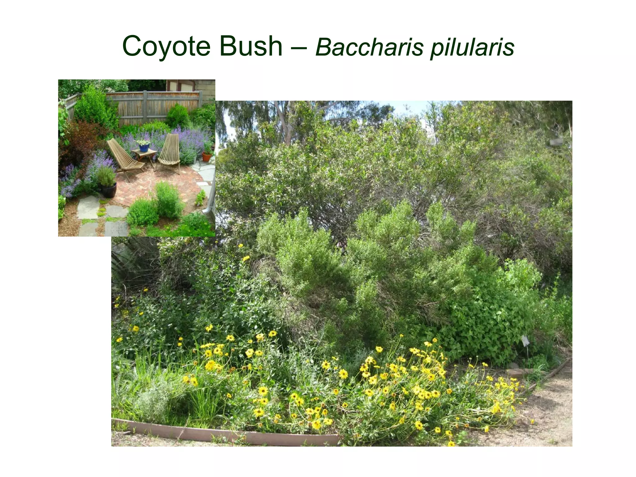 Coyote Bush – Baccharis pilularis
 