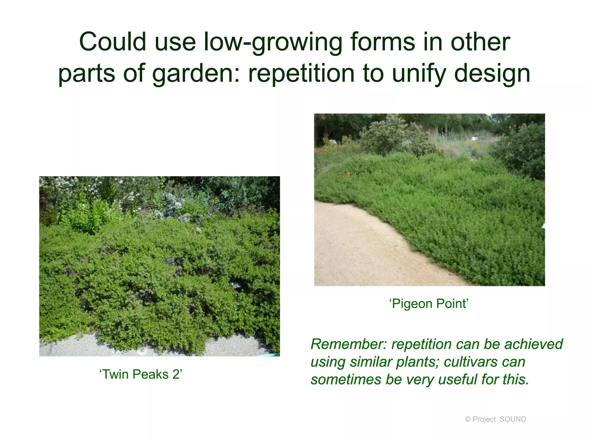 Could use low-growing forms in other
parts of garden: repetition to unify design
© Project SOUND
‘Twin Peaks 2’
‘Pigeon Point’
Remember: repetition can be achieved
using similar plants; cultivars can
sometimes be very useful for this.
 
