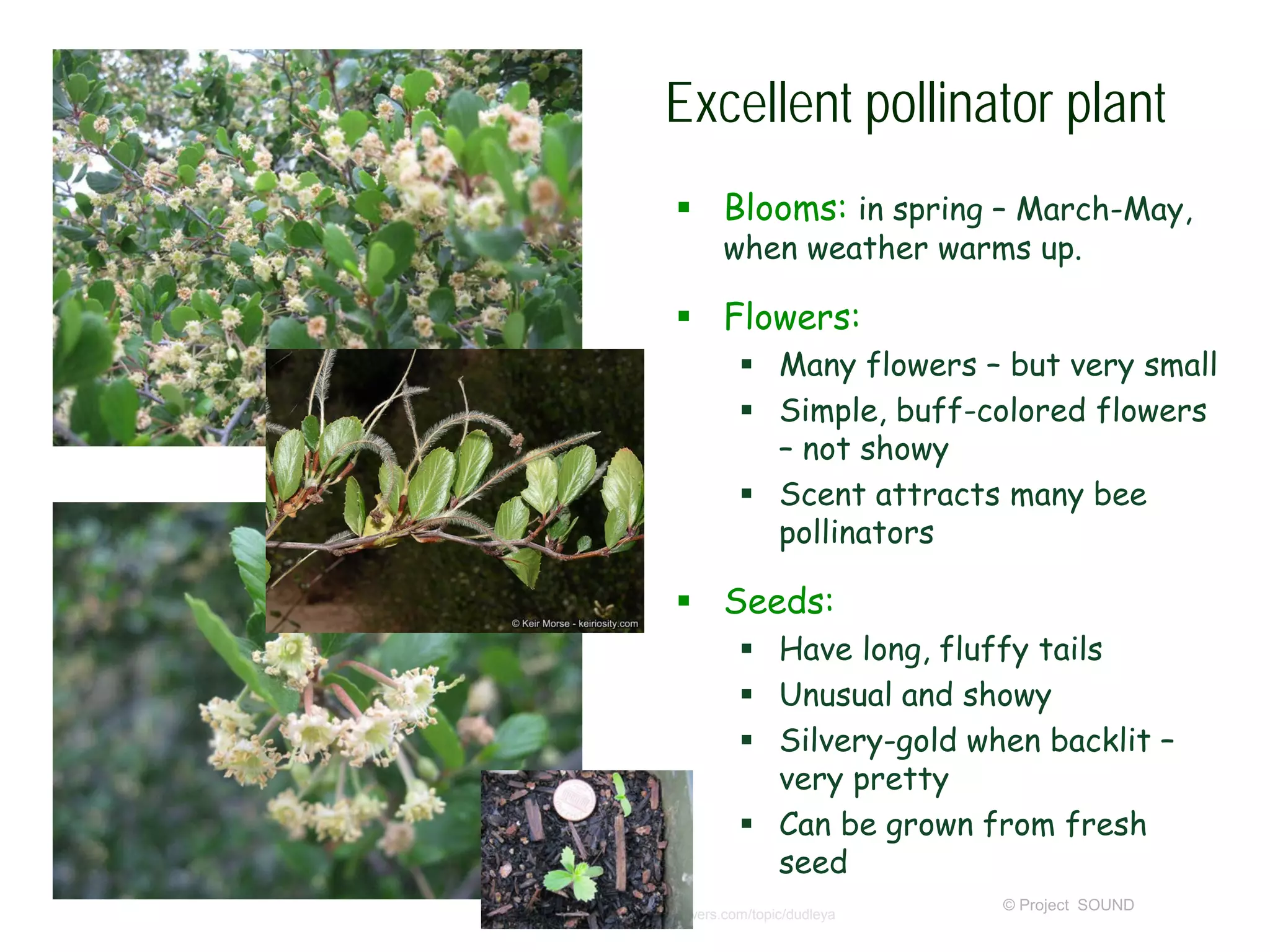 © Project SOUND
Excellent pollinator plant
 Blooms: in spring – March-May,
when weather warms up.
 Flowers:
 Many flowers – but very small
 Simple, buff-colored flowers
– not showy
 Scent attracts many bee
pollinators
 Seeds:
 Have long, fluffy tails
 Unusual and showy
 Silvery-gold when backlit –
very pretty
 Can be grown from fresh
seed
http://www.answers.com/topic/dudleya
 