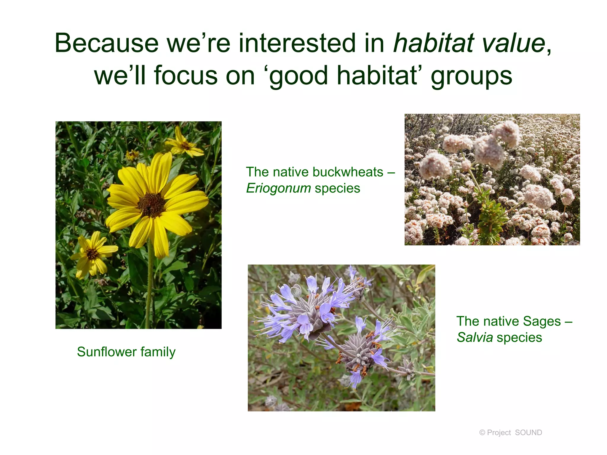 Because we’re interested in habitat value,
we’ll focus on ‘good habitat’ groups
© Project SOUND
Sunflower family
The native buckwheats –
Eriogonum species
The native Sages –
Salvia species
 