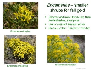 Ericamerias – smaller
shrubs for fall gold
 Shorter and more shrub-like than
Goldenbushes; evergreen
 Like occasional summer water
 Glorious color – fantastic habitat
© Project SOUND
Ericameria linearifolia
Ericameria ericoides
Ericameria nauseosa
 