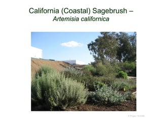California (Coastal) Sagebrush –
Artemisia californica
© Project SOUND
http://caornamentalnativeplants.org/artemesia.jpg
 