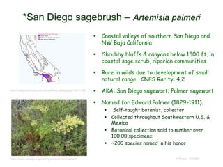  Coastal valleys of southern San Diego and
NW Baja California
 Shrubby bluffs & canyons below 1500 ft. in
coastal sage scrub, riparian communities.
 Rare in wilds due to development of small
natural range. CNPS Rarity: 4.2
 AKA: San Diego sagewort; Palmer sagewort
 Named for Edward Palmer (1829-1911).
 Self-taught botanist, collector
 Collected throughout Southwestern U.S. &
Mexico
 Botanical collection said to number over
100,00 specimens.
 ~200 species named in his honor
© Project SOUND
*San Diego sagebrush – Artemisia palmeri
http://ucjeps.berkeley.edu/eflora/eflora_display.php?tid=1228
https://www.sanelijo.org/plant-guide/palmers-sagewort
 