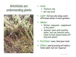 © Project SOUND
Artemisias are
undemanding plants
 Soils:
 Texture: any
 pH: any local
 Light: full sun only along coast;
afternoon shade in most gardens.
 Water:
 Winter: adequate – supplement
in dry years
 Summer: best with monthly
water, but can tolerate more.
Likes to have leaves hosed off
(fog belt plant)
 Fertilizer: none; likes poor soils
 Other: yearly pruning will make a
fuller plant, but not required
 