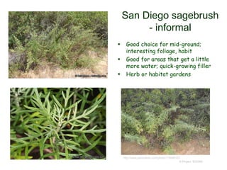 © Project SOUND
San Diego sagebrush
- informal
 Good choice for mid-ground;
interesting foliage, habit
 Good for areas that get a little
more water; quick-growing filler
 Herb or habitat gardens
http://www.panoramio.com/photo/119446163
 