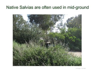 Native Salvias are often used in mid-ground
© Project SOUND
 