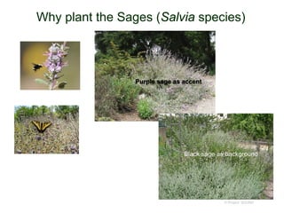 Why plant the Sages (Salvia species)
© Project SOUND
Purple sage as accent
Black sage as background
 