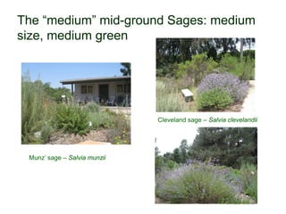 The “medium” mid-ground Sages: medium
size, medium green
© Project SOUND
Munz’ sage – Salvia munzii
Cleveland sage – Salvia clevelandii
 