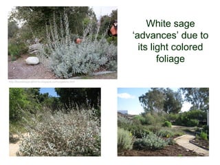 White sage
‘advances’ due to
its light colored
foliage
© Project SOUND
http://floradebajacalifornia.blogspot.com/p/galeria.html
 