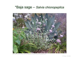 © Project SOUND
*Baja sage – Salvia chionopeplica
http://s800.photobucket.com/user/sagemtnmn/Salvia%20chionopeplica/story
 