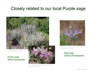 Closely related to our local Purple sage
© Project SOUND
https://www.pinterest.com/EarthAndOak/souther
n-california-garden-have/
http://wildfire.geog.csulb.edu/resac/proje
ct/veg/images/salvia/sage2.jpg
http://www.smmflowers.org/mobile/species/Sa
lvia_leucophylla.htm
Purple sage
Salvia leucophylla
Baja sage
Salvia chionopeplica
 