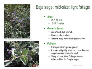 © Project SOUND
Baja sage: mid-size; light foliage
 Size:
 2-3 ft tall
 3-5 ft wide
 Growth form:
 Mounded sub-shrub
 Densely branched
 Stems may have red-purple tint
 Foliage:
 Foliage color: gray-green
 Leaves slightly shorter than Purple
sage; appear more broad
 Very attractive foliage – nice
alternative to Purple sage
©2013 Ron Clark
https://www.flickr.com/photos/scottzona/8557755982
 
