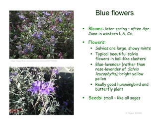 © Project SOUND
Blue flowers
 Blooms: later spring – often Apr-
June in western L.A. Co.
 Flowers:
 Salvias are large, showy mints
 Typical beautiful salvia
flowers in ball-like clusters
 Blue-lavender (rather than
rose-lavender of Salvia
leucophylla); bright yellow
pollen
 Really good hummingbird and
butterfly plant
 Seeds: small – like all sages
https://www.flickr.com/photos/scottzona/8557755904
 