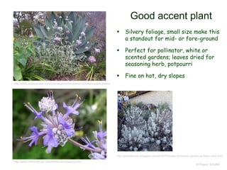 © Project SOUND
Good accent plant
 Silvery foliage, small size make this
a standout for mid- or fore-ground
 Perfect for pollinator, white or
scented gardens; leaves dried for
seasoning herb, potpourri
 Fine on hot, dry slopes
http://s800.photobucket.com/user/sagemtnmn/Salvia%20chionopeplica/story
http://www.robinssalvias.com/htms/chionopeplica.htm
http://prairiebreak.blogspot.com/2016/10/magic-of-botanic-garden-at-tilden-park.html
 
