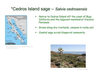  Native to Cedros Island off the coast of Baja
California and the adjacent mainland at Vizcaino
Peninsula
 Grows along dry riverbeds, canyons in rocky soil.
 Coastal sage scrub/chaparral community
© Project SOUND
*Cedros Island sage – Salvia cedrosensis
https://bajadock.wordpress.com/2014/10/07/simo
n-cedros-island-flood/
 